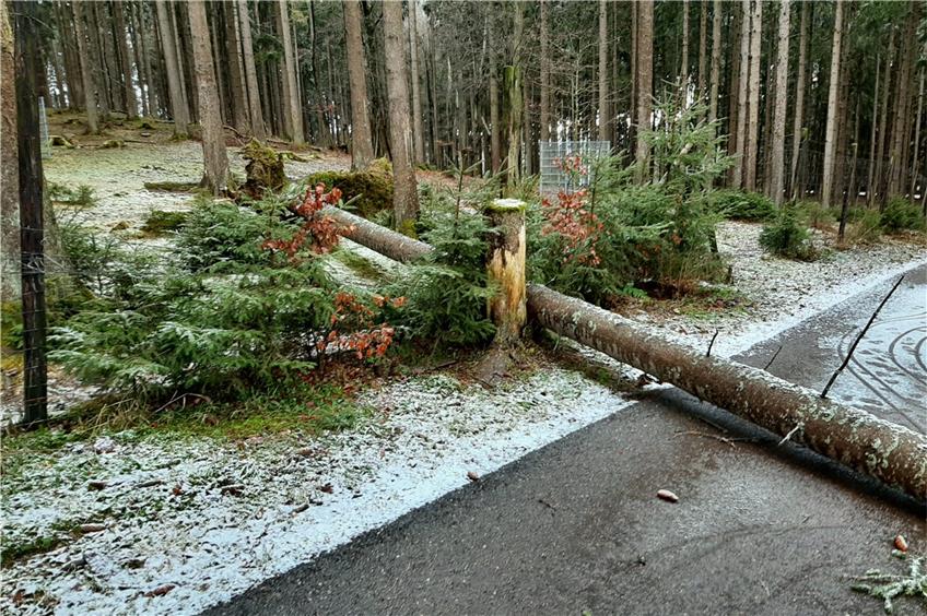 Wintereinbruch und Sturmfolgen: Baum umgekippt im Meßstetter Wildgehege und Glatteisunfälle