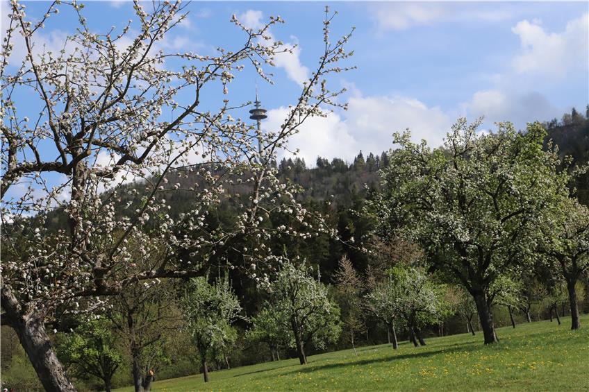 Blütenfestival auf Streuobstwiesen: Nicht nur in Dotternhausen gibt’s eine wahre Farbenpracht