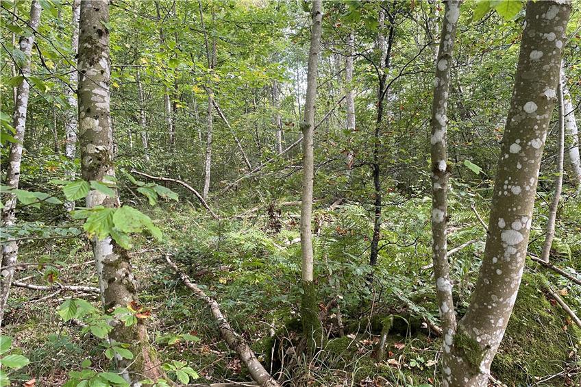 Blick ins Bitzer Forst: Wie ist der Zustand und mit welchen Herausforderungen ist zu rechnen?