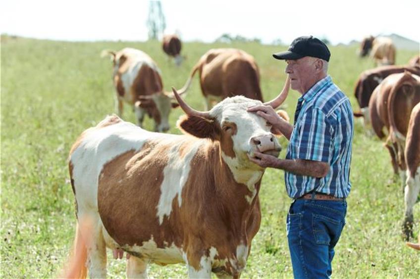 Chips statt Ohrmarken: Etappensieg für Rinderflüsterer aus Ostdorf