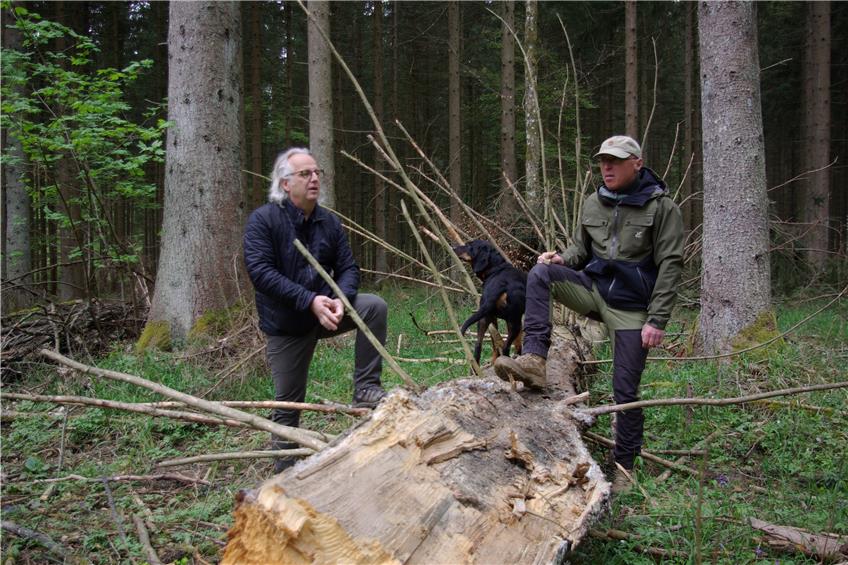 Sturmholz und eine mögliche Borkenkäferplage bereiten den Forstleuten im Kreis Sorgen
