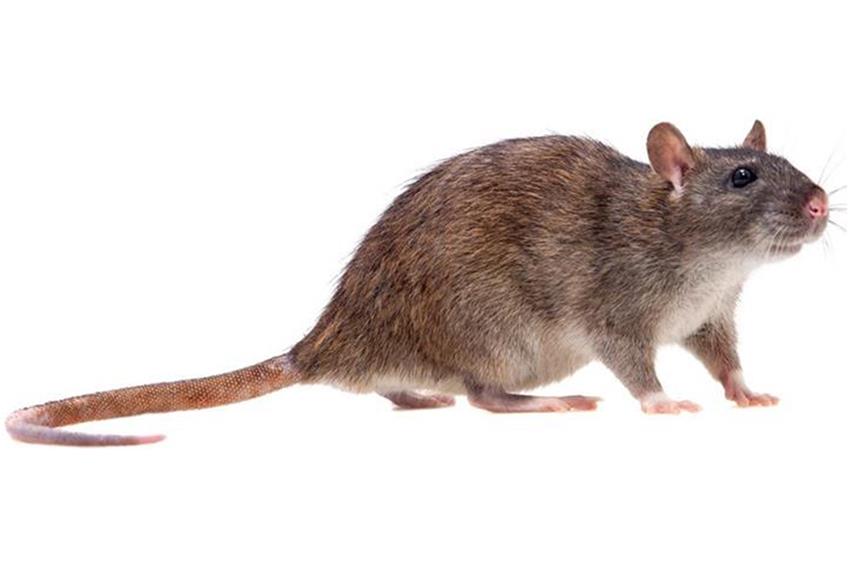 Ratten fliehen wegen Reinigungsarbeiten aus Rottweils Abwasserkanälen