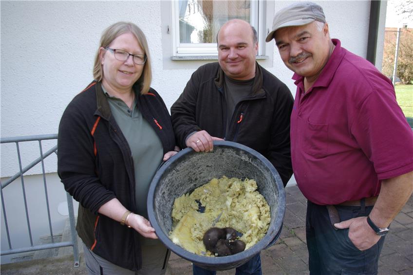 In Harthausen: Marder sorgen für nächtlichen Rabatz auf dem Dachboden