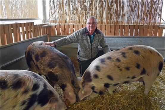 „Dalmatiner-Schweine“ finden Heimat bei Gerhard Binder in Boll