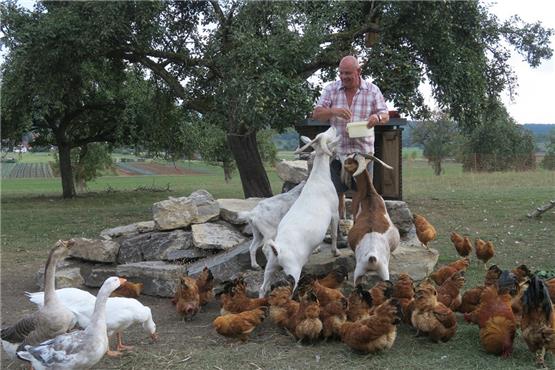 Benno Bordello ist der Hahn im Korb auf der kleinen Farm
