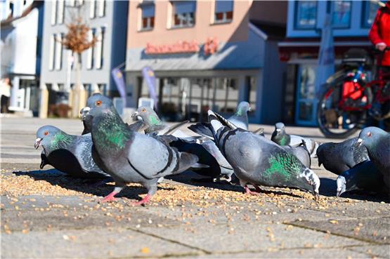Krankheit bei Stadttaube in Hechingen nachgewiesen – Stadt will weiterhin keinen Taubenschlag