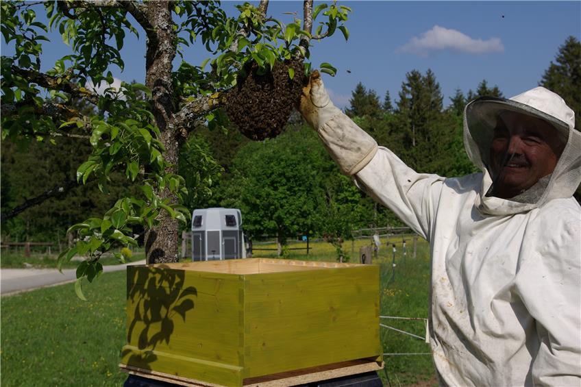 Außergewöhnlicher Einsatz: Hobbyimker aus Harthausen rettet Wildbienen das Leben