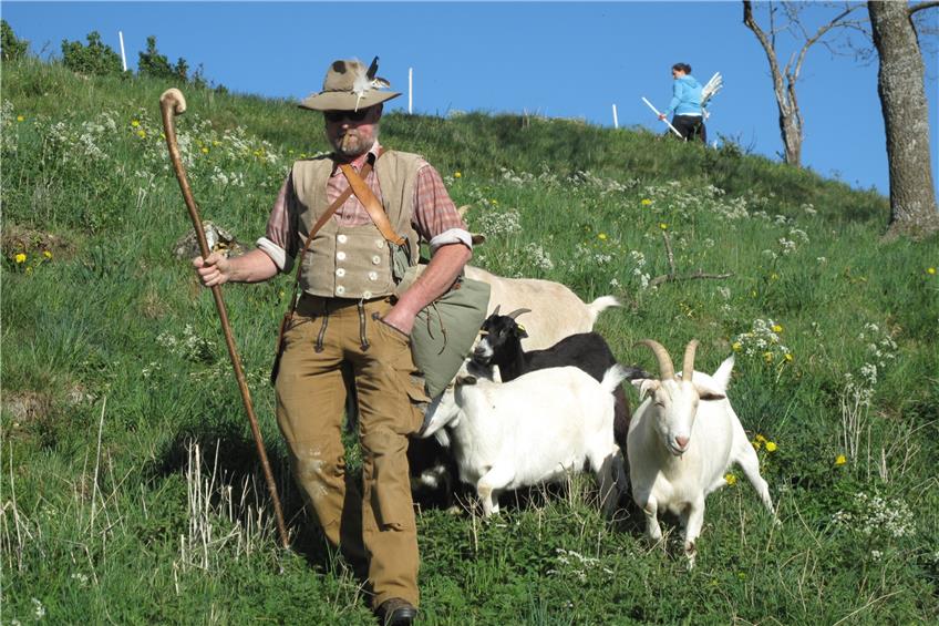 Die Schafe und Ziegen des Arbeitskreises Harthauser Heide sind umgezogen