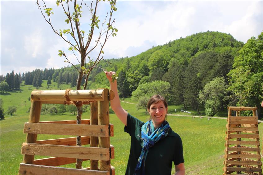 Der Forst sorgt am Lochenstein für Klimaschutz und Wohlergehen der Gäste