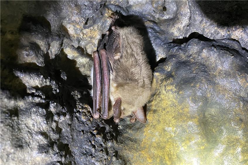 Fledermauszählung: 24 Tiere überwintern in der Onstmettinger Linkenboldshöhle