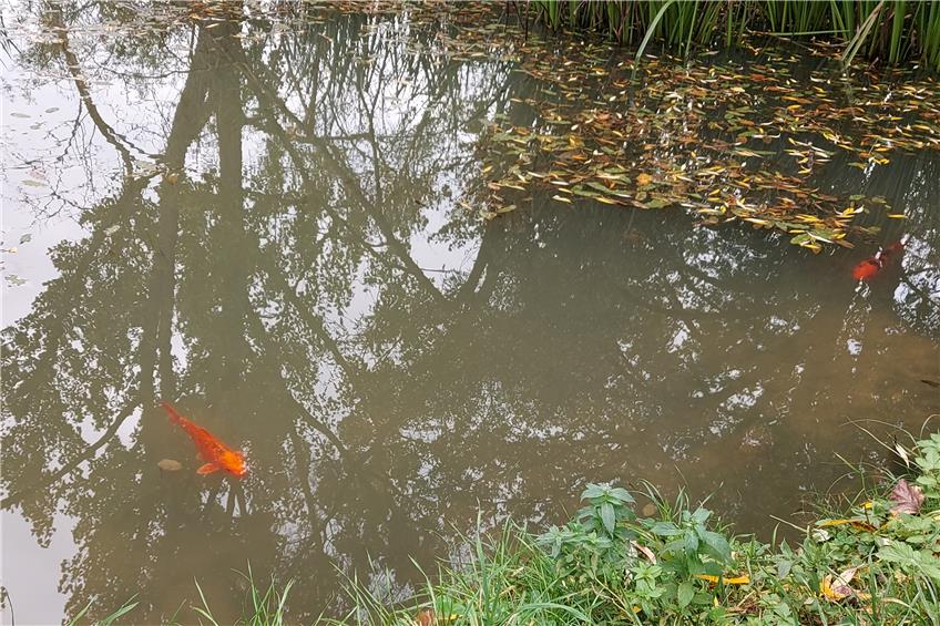 Dicke Fische im Ostdorfer Dorfteich: Leuchtende Koi-Karpfen tummeln sich im Biotop