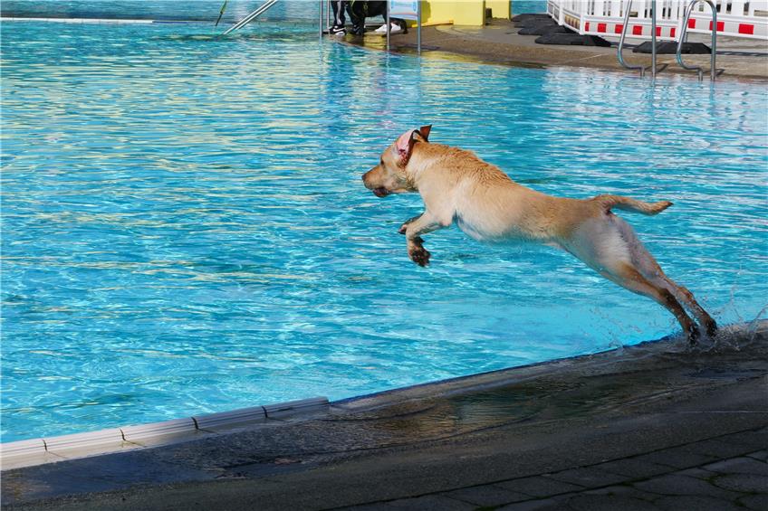 Beherzter Sprung ins Becken: Hundeschwimmen im Albstädter Badkap