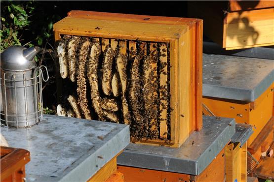 Balingen: Imker wollen Bienen mit Rauch beruhigen – Autofahrer alarmieren Polizei