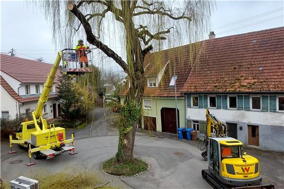 Baum fällt: In Stockenhausen soll ein Amberbaum die Trauerweide ersetzen