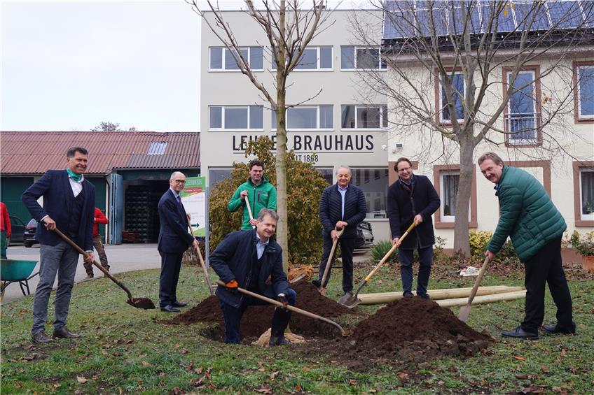 Bei Lehner läuft‘s: Kastanienbäume als Sinnbild für den Neuanfang in der Rosenfelder Brauerei