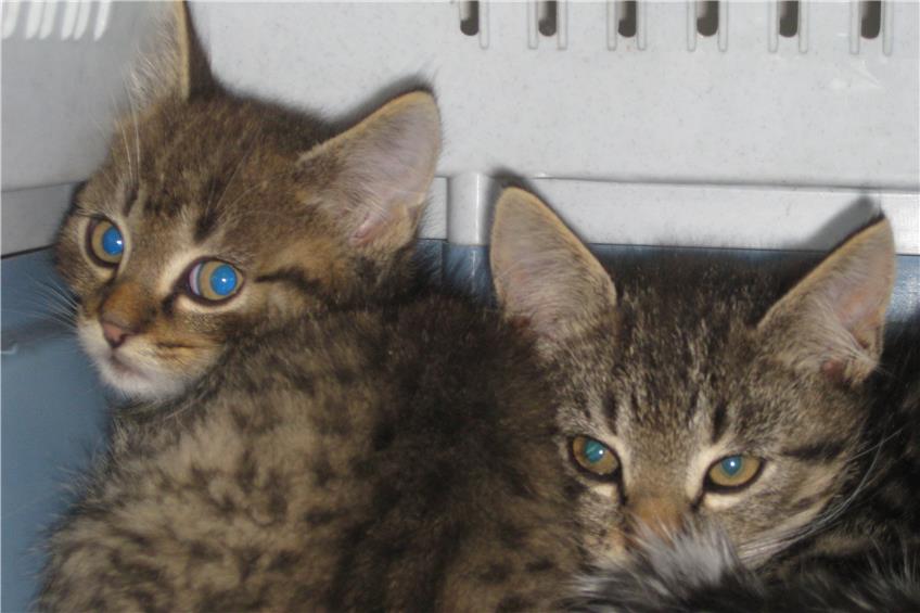 Tierdrama in Geislingen geht gut aus: Katzenmama überlebt Vergiftung, Babys sind gefunden