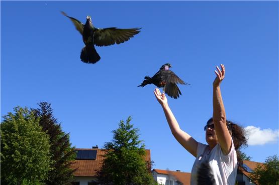Meisterschaft ganz hoch droben: Flugtauben zeigen ihre Künste am Obernheimer Himmel