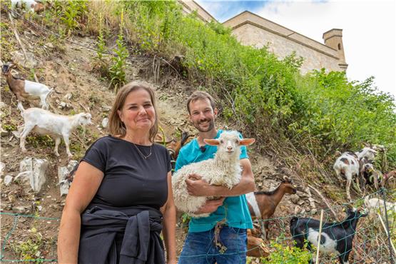 „Tierische Rasenmäher“ auf der Burg Hohenzollern nehmen ihren Dienst auf