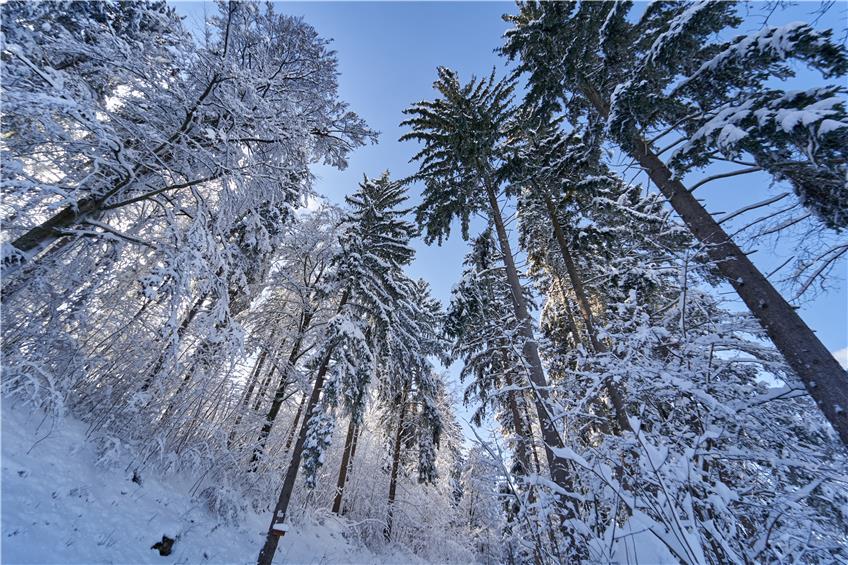 Schneebruchgefahr auf den Bäumen im Zollernalbkreis – Wälder vorerst meiden