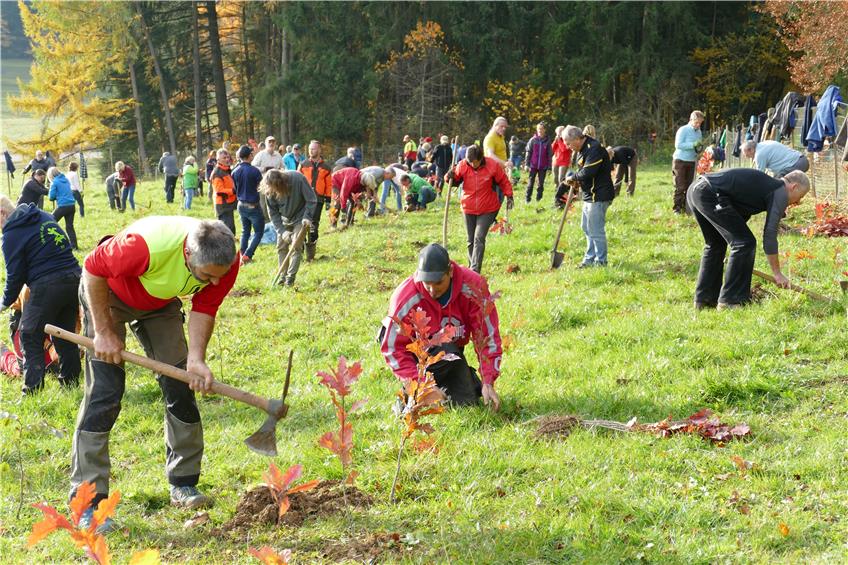 Gelungene Pflanz-Aktion in Bitz: Bürger setzen 750 Bäume für ein besseres Klima