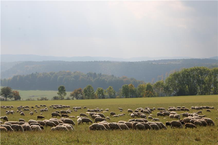 Q-Fieber im Talgang: Schuld sind nicht die Schafe,
sondern die Zecken und das Klima