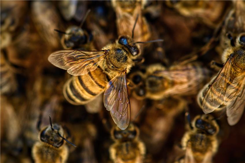 Imker verliert Ladung: 45.000 Bienen schwirren über B 463 zwischen Balingen und Albstadt