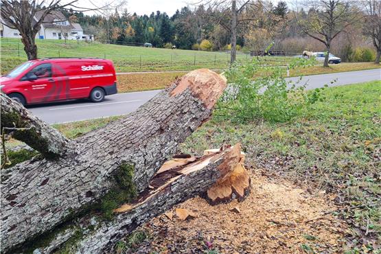 Blitzschnell gehandelt: Bauhof fällt von Biber angenagten Baum an Ratshausener Kreisstraße