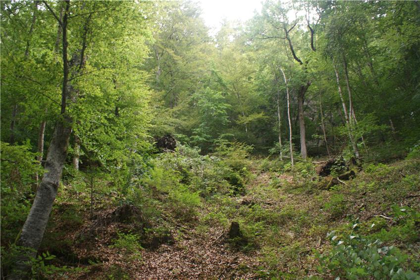 Nusplingen will sich für seine vorbildliche Waldbewirtschaftung belohnen