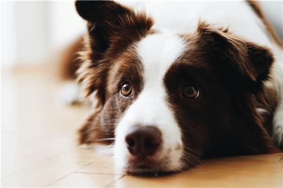 Hundesteuer in Albstadt: Alles, was Hundebesitzer wissen müssen