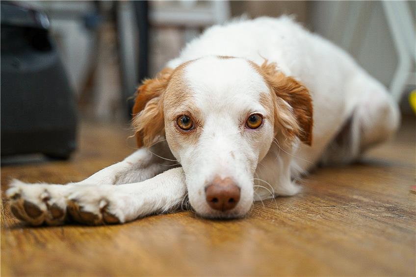 Balinger Herrchen müssen tiefer in die Tasche greifen: Gemeinderat will Hundesteuer erhöhen