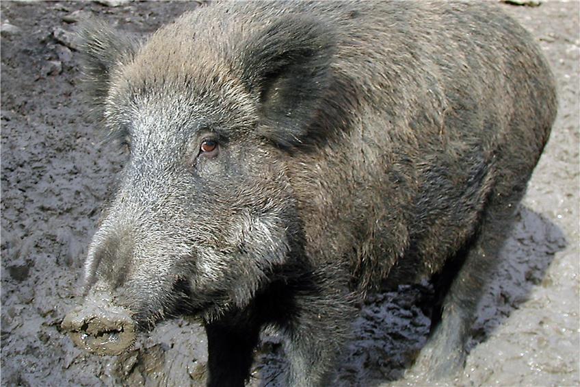 Landwirt aus Isingen fordert mehr Jagdflinten für Wildschweinplage und kranke Füchse