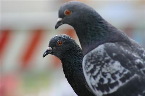Tote Vögel in Container: Die „Taubenhilfe Bisingen“ stellt Strafanzeige