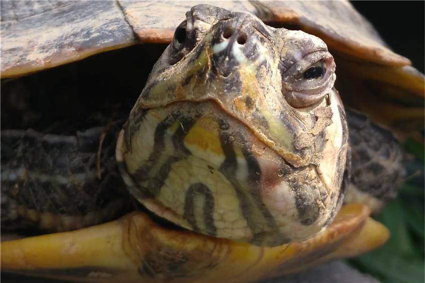 Schmuckschildkröte aus Nordamerika bedroht das ökologische Gleichgewicht am Schömberger Stausee