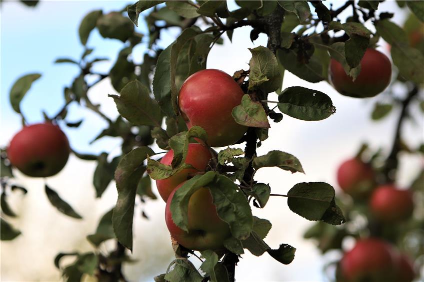 Alte Apfelsorten: Was klingt wie aus dem Märchen, wächst auf den Streuobstwiesen der Region