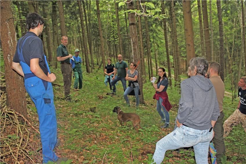 Perspektiven und Pilz-Probleme: Mit dem Forstfachmann unterwegs im Zillhauser Wald