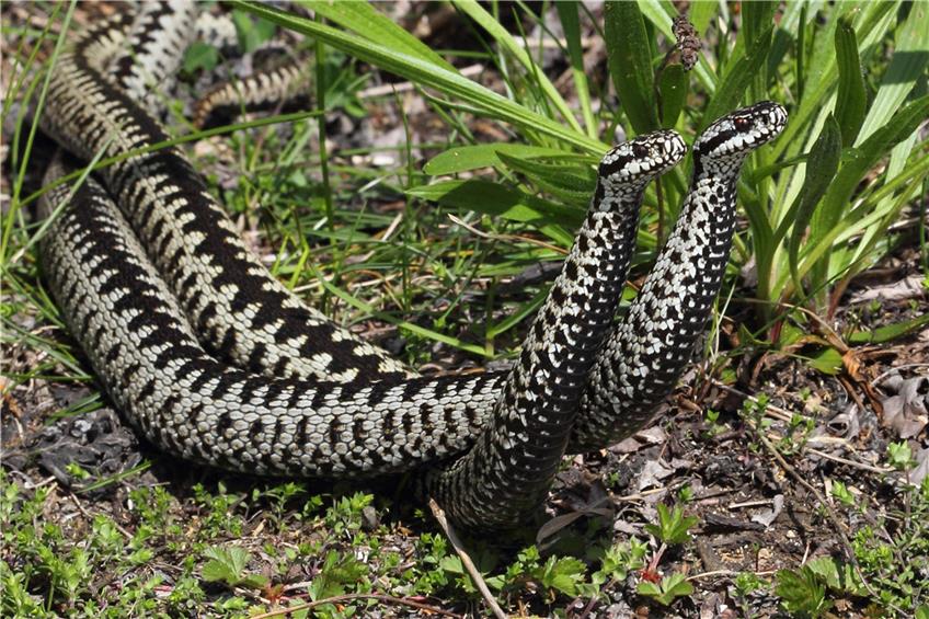 Schlangen-Zählung: Naturschützer bitten Spaziergänger um Mithilfe bei der Reptilien-Erfassung