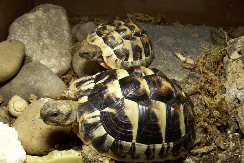 Diebe stehlen wertvolle Schildkröten aus Sigmaringer Garten